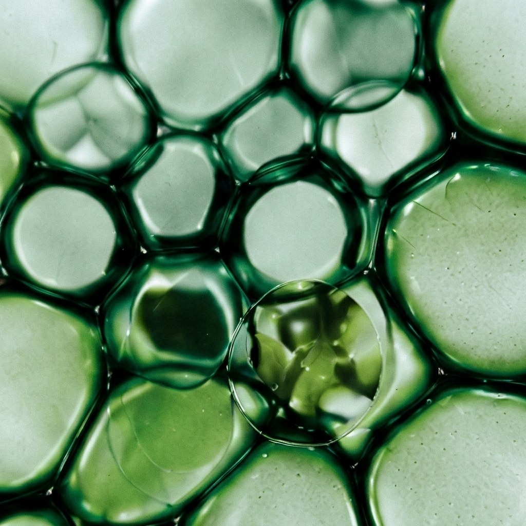 Cellular vesicles micrograph